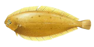 Wedge Sole